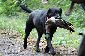 Bluette De La Mer Des Fleurs