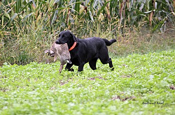 Bluette De La Mer Des Fleurs