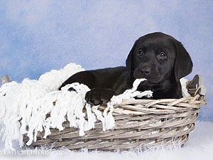 Bluette De La Mer Des Fleurs