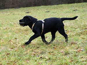 Bluette De La Mer Des Fleurs