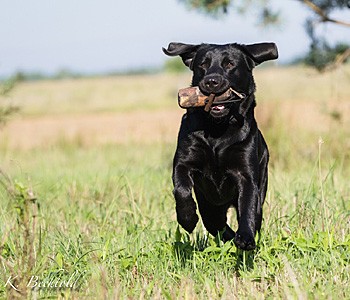 Bluette De La Mer Des Fleurs