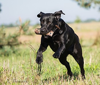 Bluette De La Mer Des Fleurs