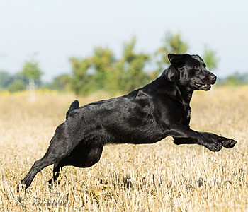 Bluette De La Mer Des Fleurs