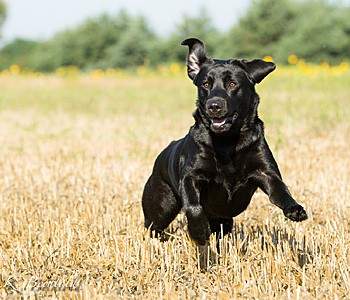 Bluette De La Mer Des Fleurs