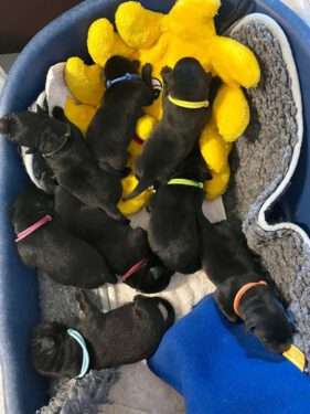 Am Pfingstmontag wurde unser E-Wurf geboren. Es sind 3 Hündinnen + 5 Rüden. Mama und Welpen sind wohlauf.