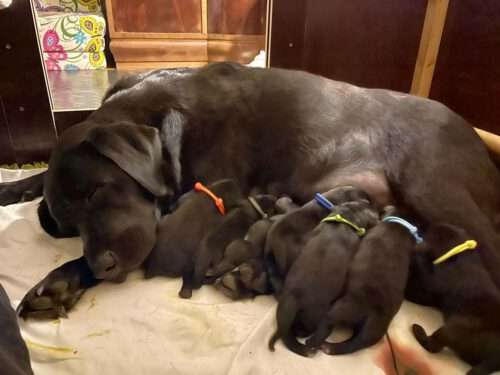 Am Pfingstmontag wurde unser E-Wurf geboren. Es sind 3 Hündinnen + 5 Rüden. Mama und Welpen sind wohlauf.